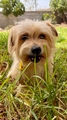 BENJI (MARSHALL) Imagen 1